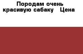 Породам очень красивую сабаку › Цена ­ 6 000 - Башкортостан респ. Животные и растения » Собаки   